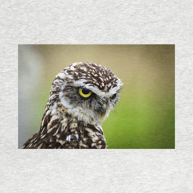 Burrowing Owl by kawaii_shop